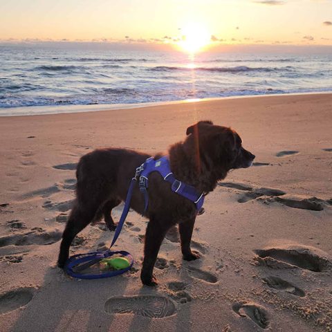 A dog in a blue harness on a Virginia Beach shore at sunrise